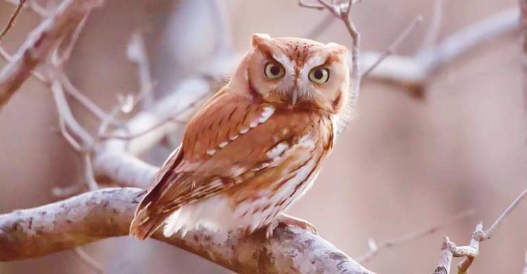 Eastern Screech Owl