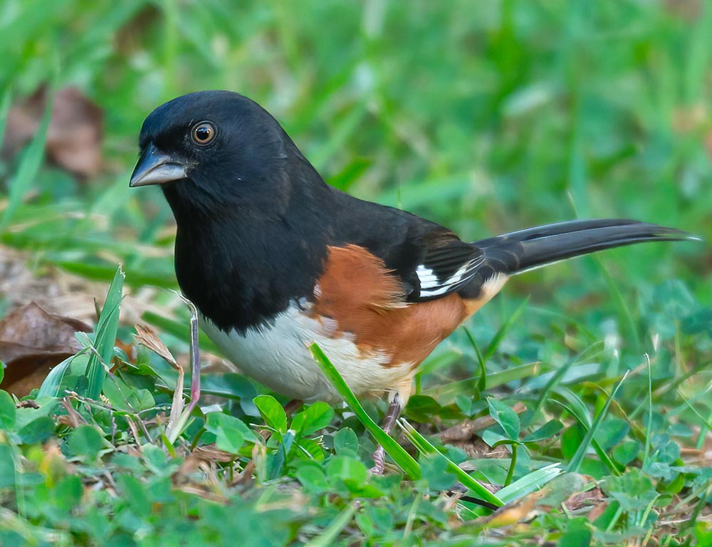 Eastern Towhee