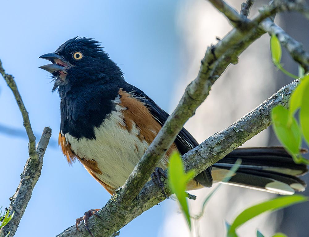 Eastern Towhee