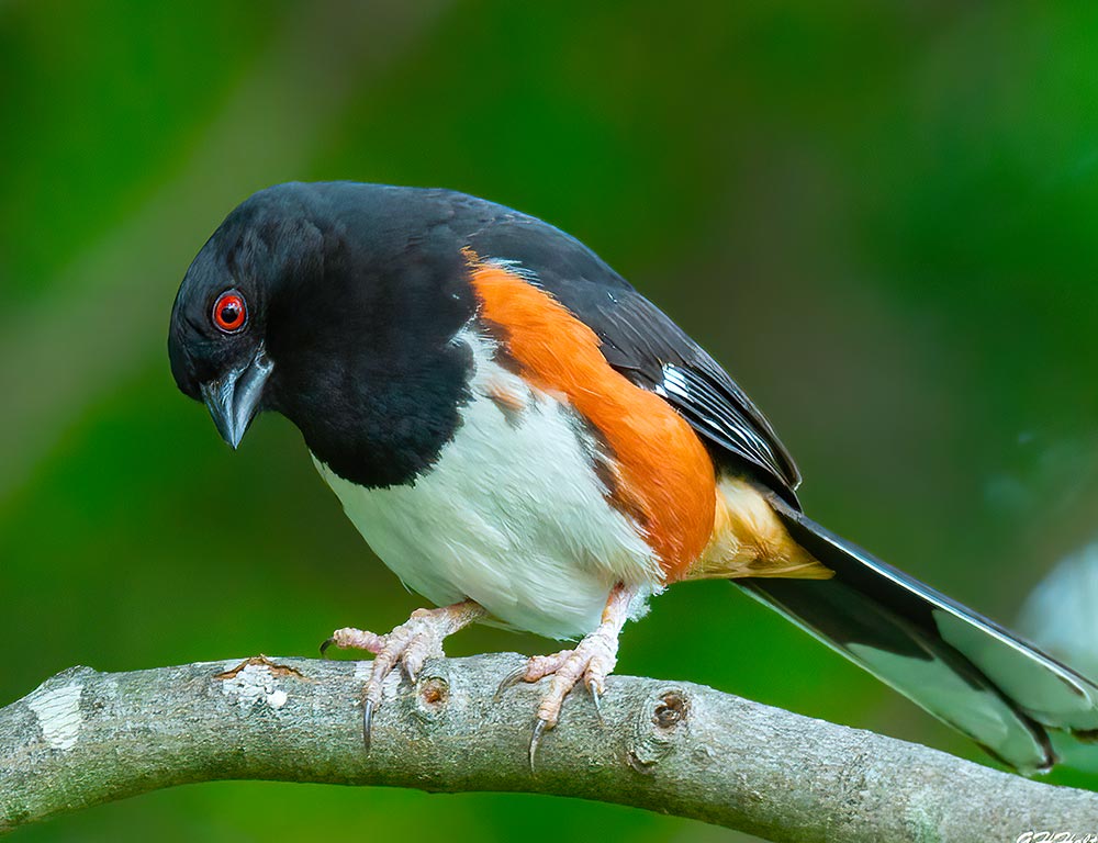 Eastern Towhee