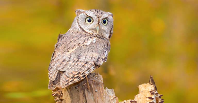 Eastern screech owl