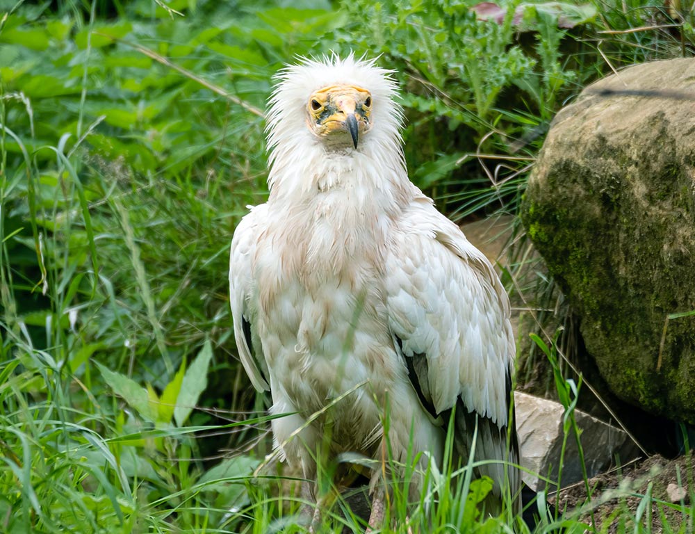 Egyptian Vulture