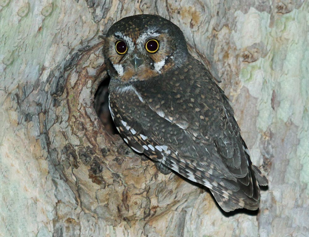 Elf Owl