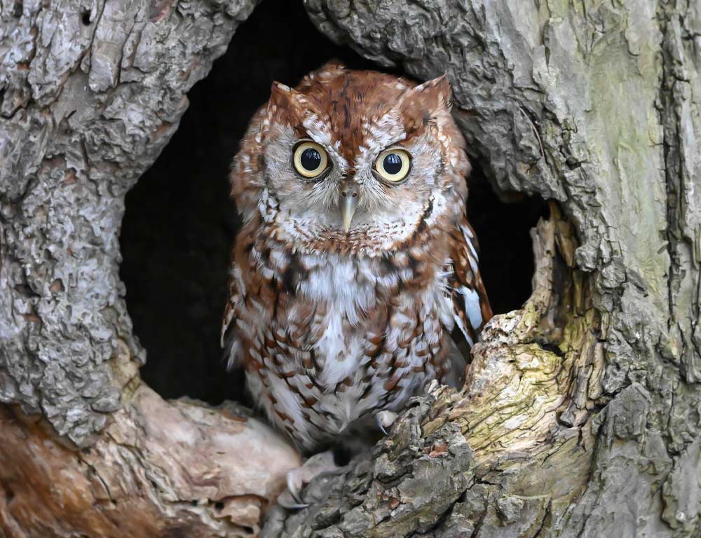 Elf Owl