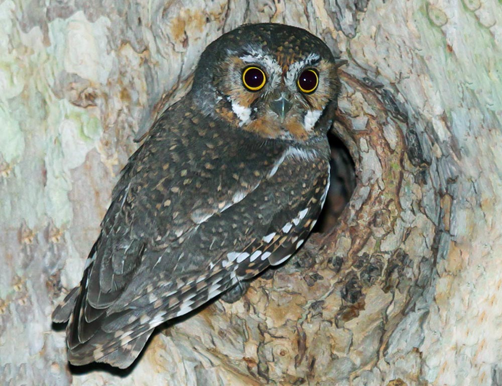 Elf Owl