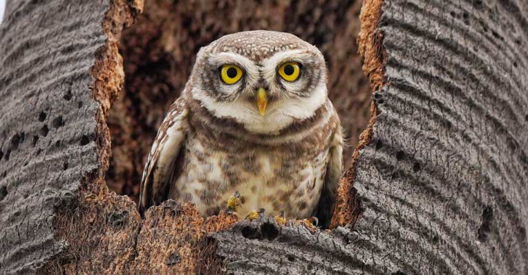 Elf Owl