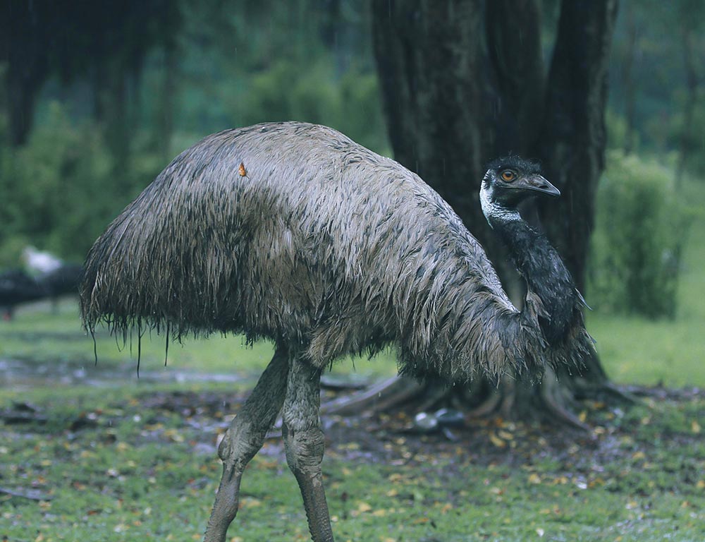 Emu