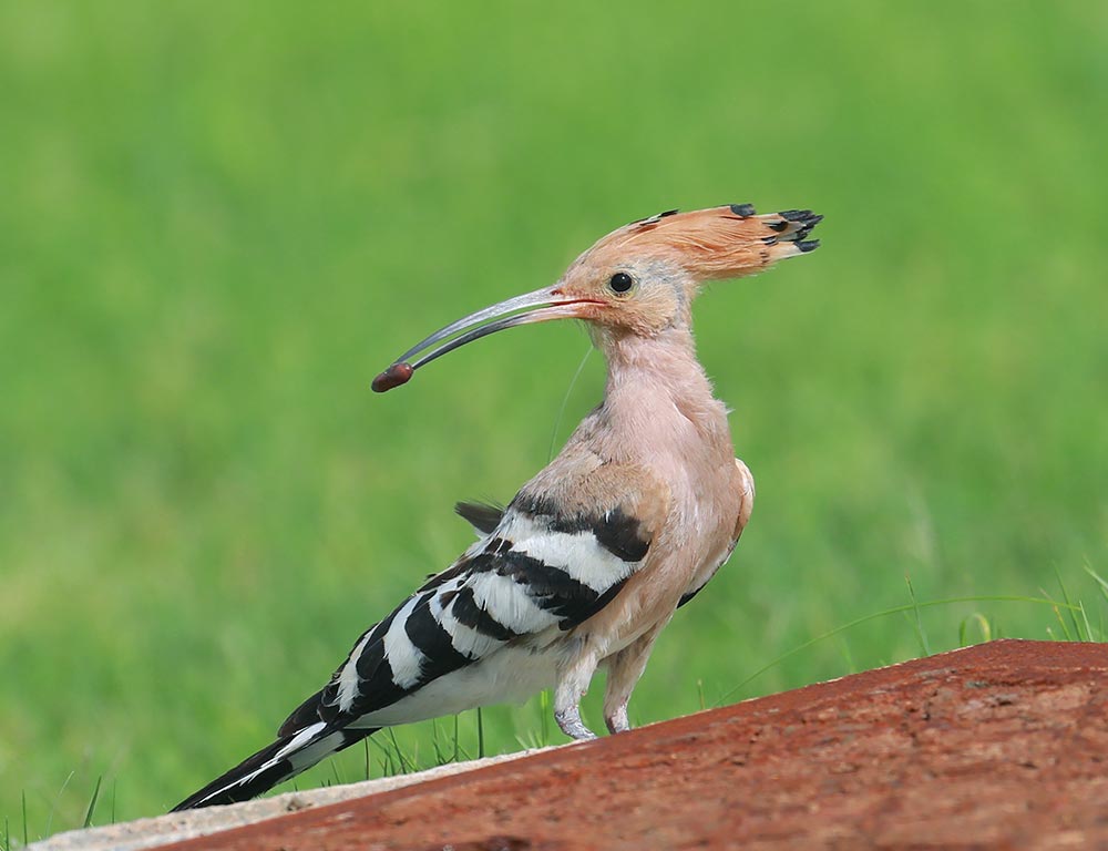 Eurasian Hoopoe