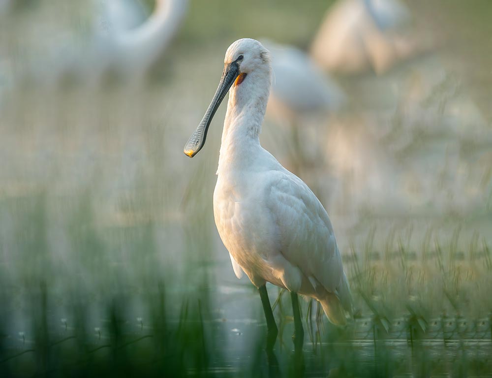 Eurasian Spoonbill