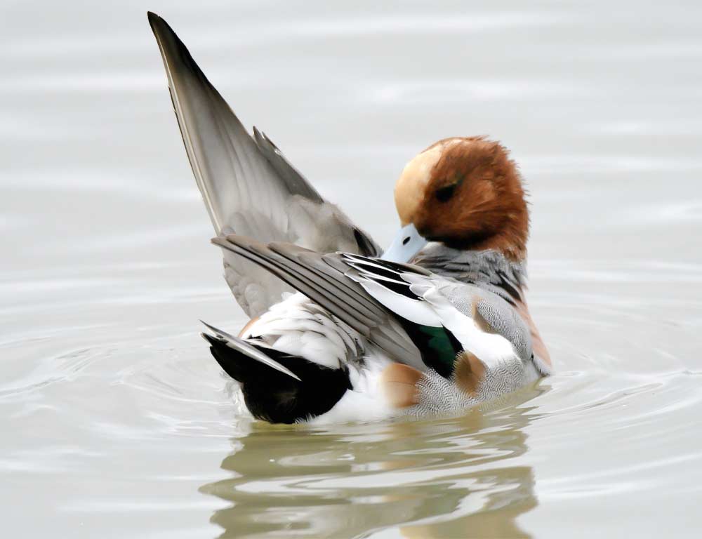 Eurasian Wigeon