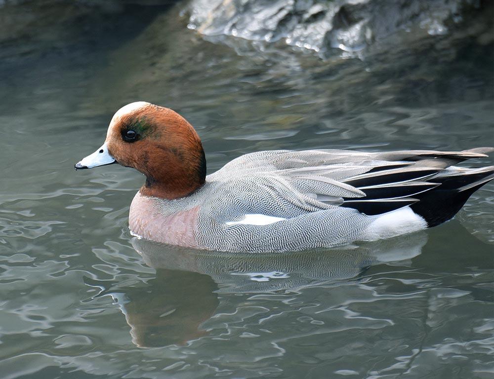 European Wigeon