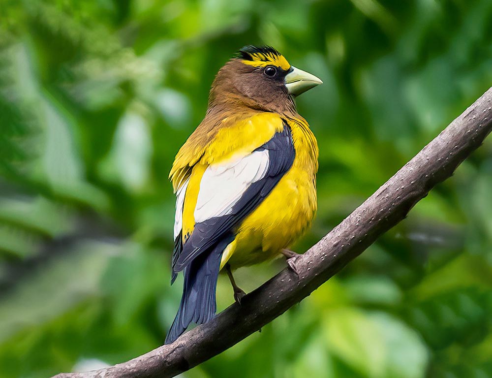 Evening Grosbeak