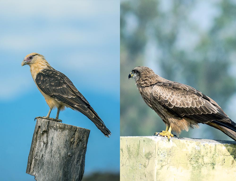 Falcons and Caracaras