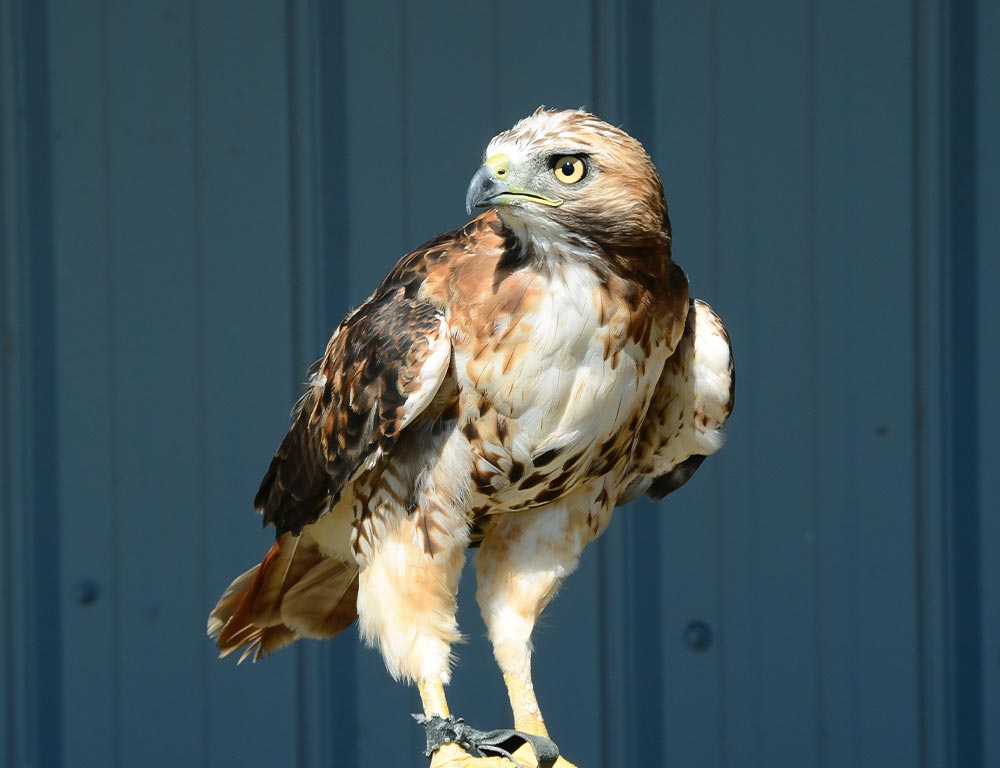 Falcons in Florida