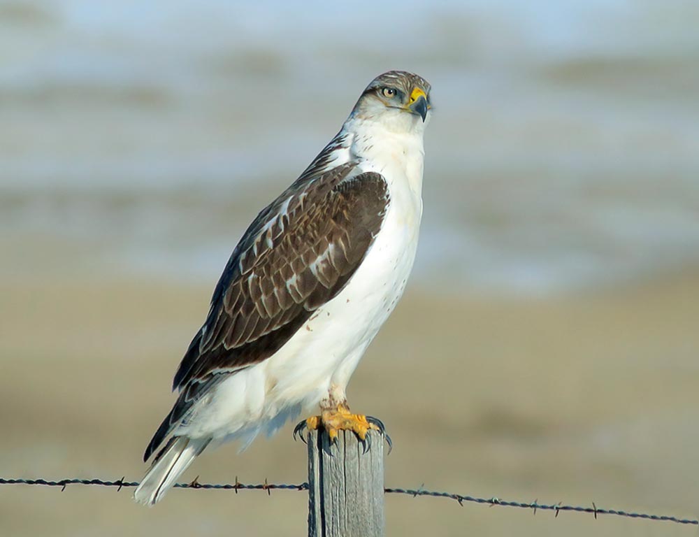 Ferruginous Hawk