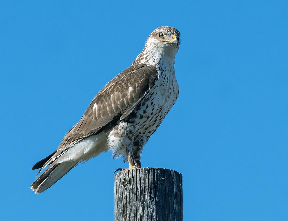 Ferruginous Hawk