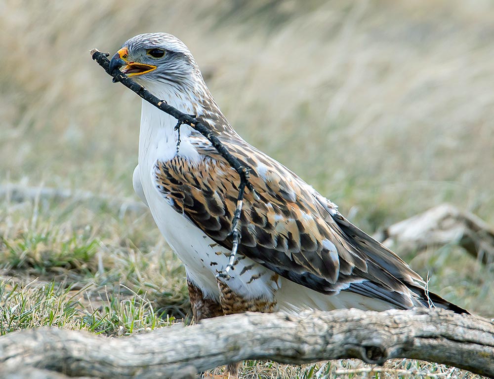 Ferruginous Hawk