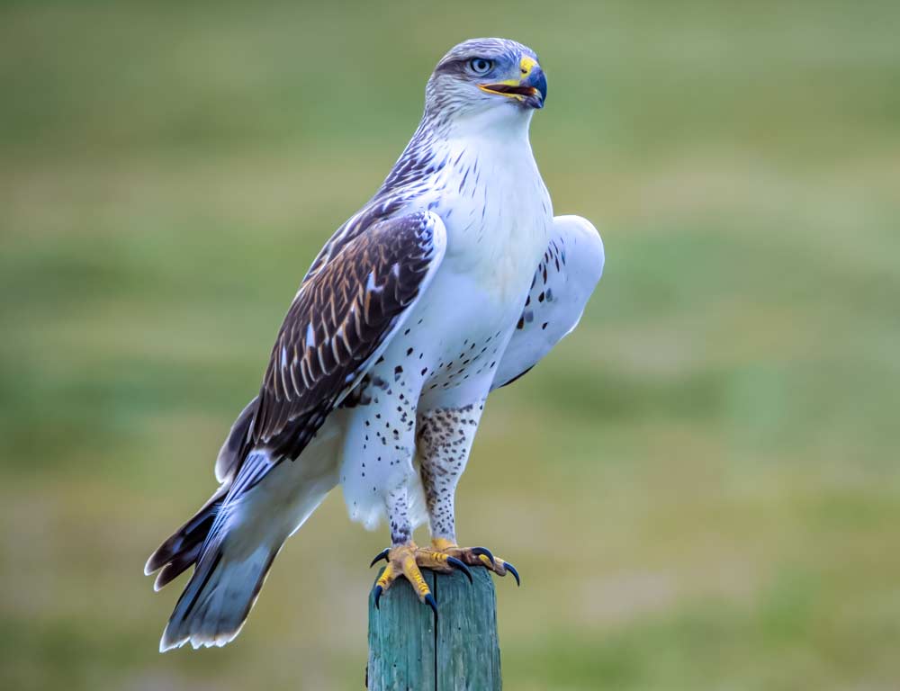 Ferruginous Hawk