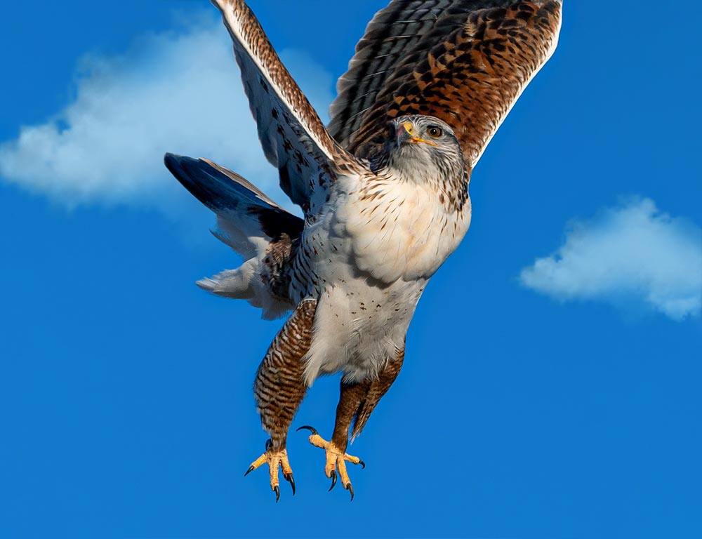 Ferruginous Hawk