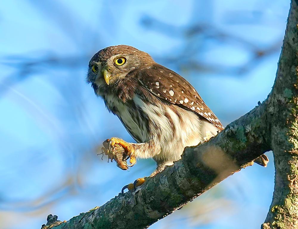 Ferruginous Pygmy Owl