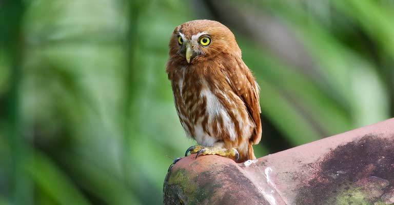 Behavioral Habits of Ferruginous Pygmy Owl