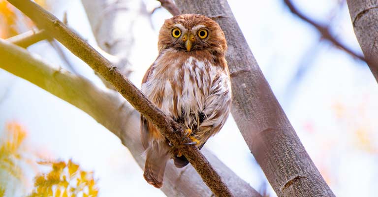 Ferruginous Pygmy Owl