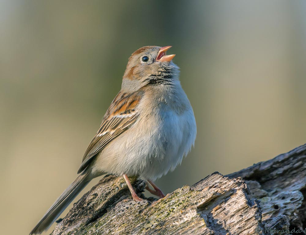 Field Sparrow