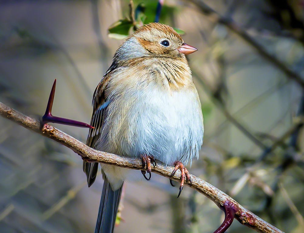 Field Sparrow