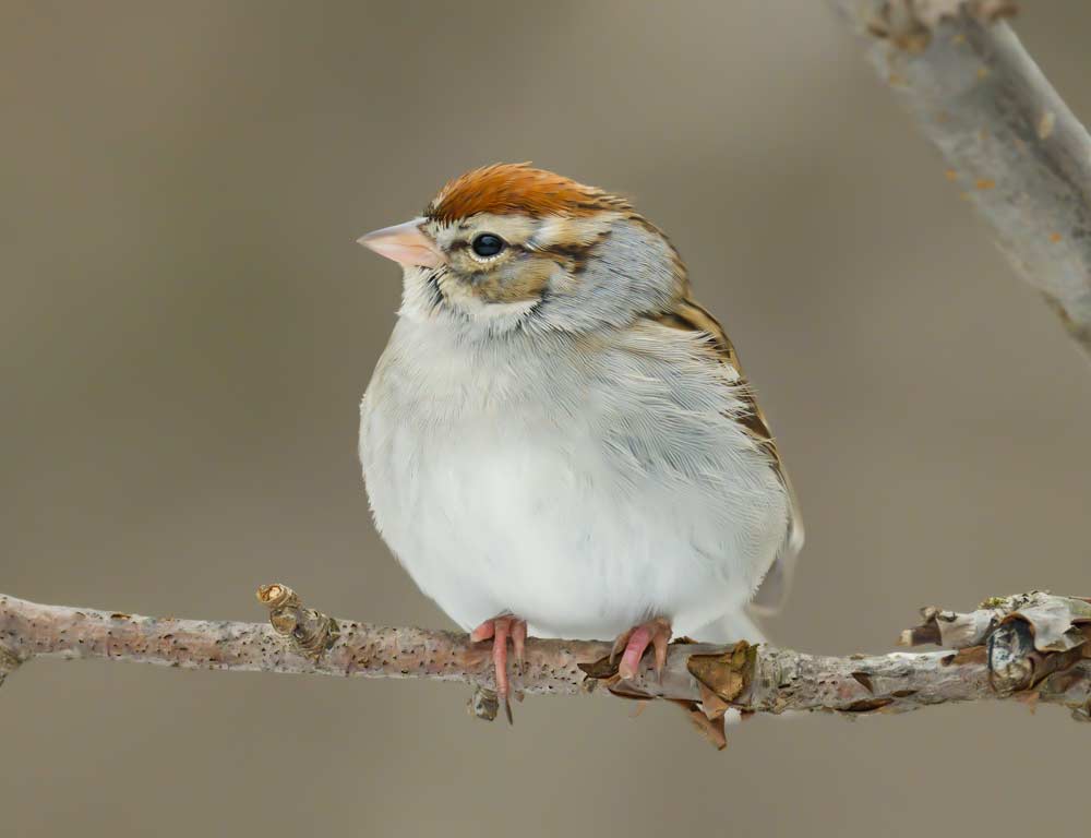 Field Sparrow