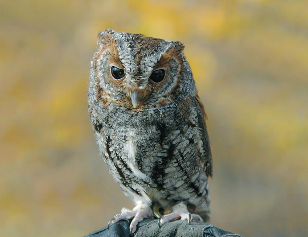 Flammulated Owl