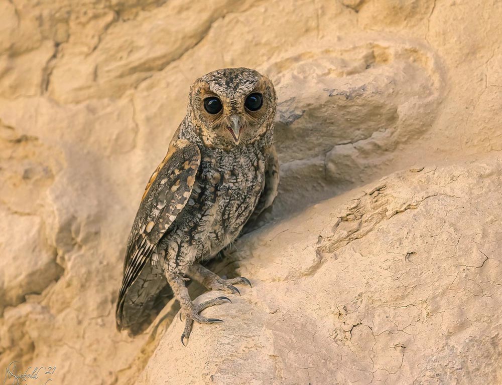 Flammulated Owl