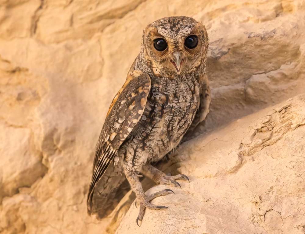 Flammulated Owl