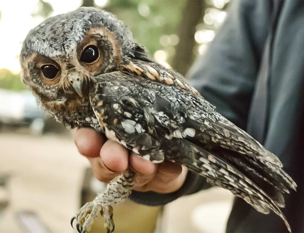 Flammulated Owl