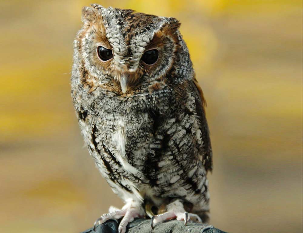 Flammulated Owl