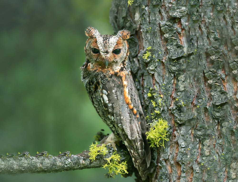 Flammulated Owl