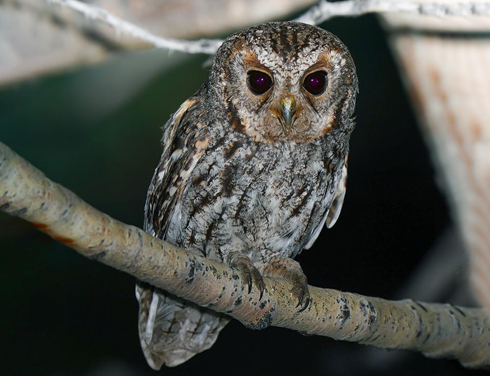 Flammulated Owl