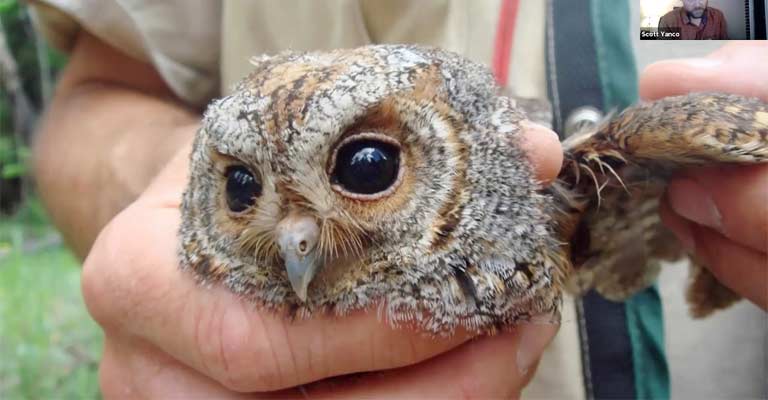 Flammulated Owl Life History