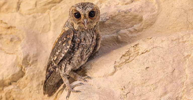 Flammulated Owl