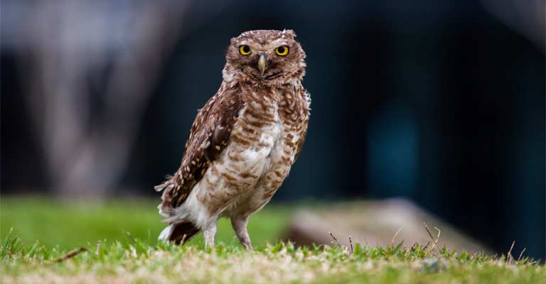 Flammulated owl