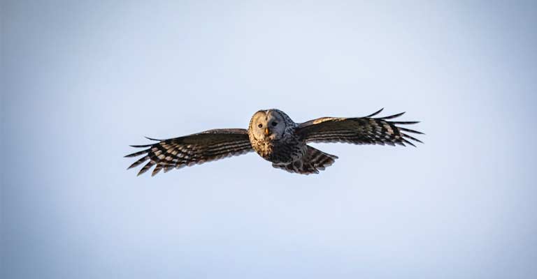 Flight Pattern