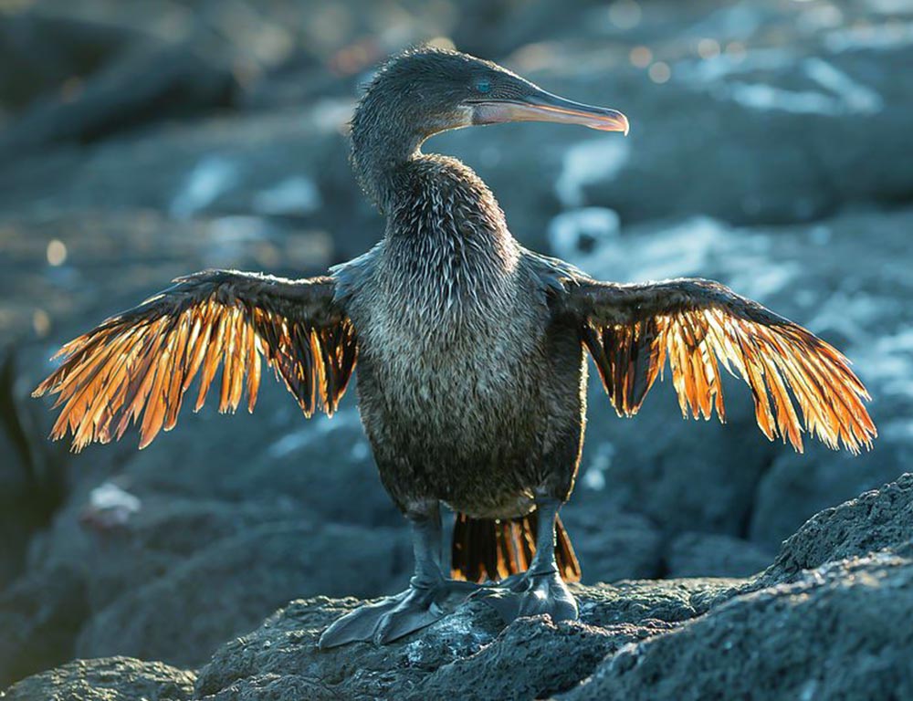 Flightless Cormorant