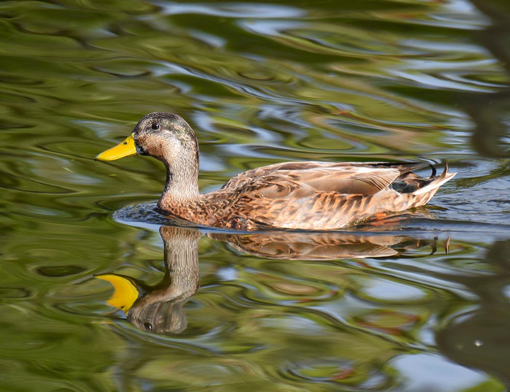 Florida Mottled Duck