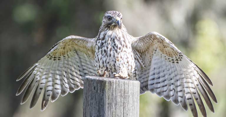 Florida Red-Tailed Hawk