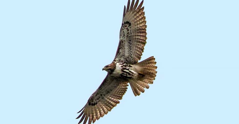 Florida Red-tailed Hawk