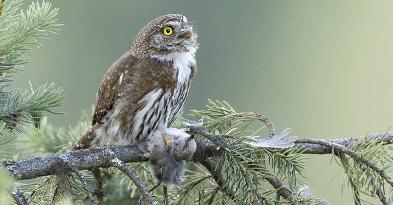 Food Habit of Northern Pygmy Owl