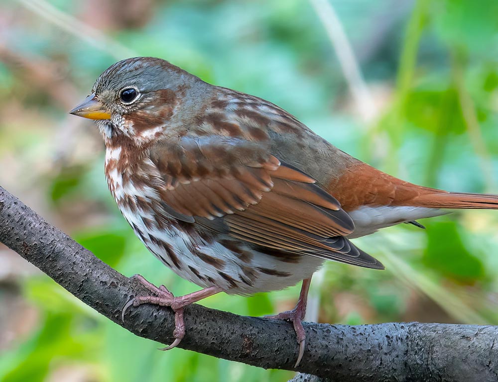 Fox Sparrow