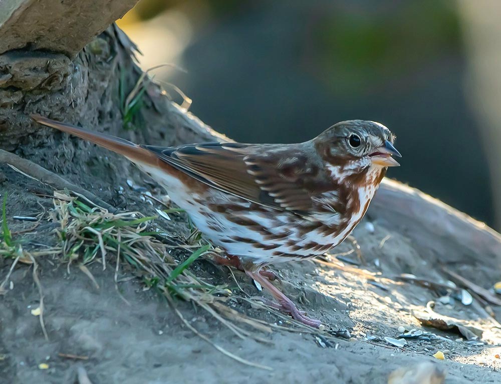 Fox Sparrow