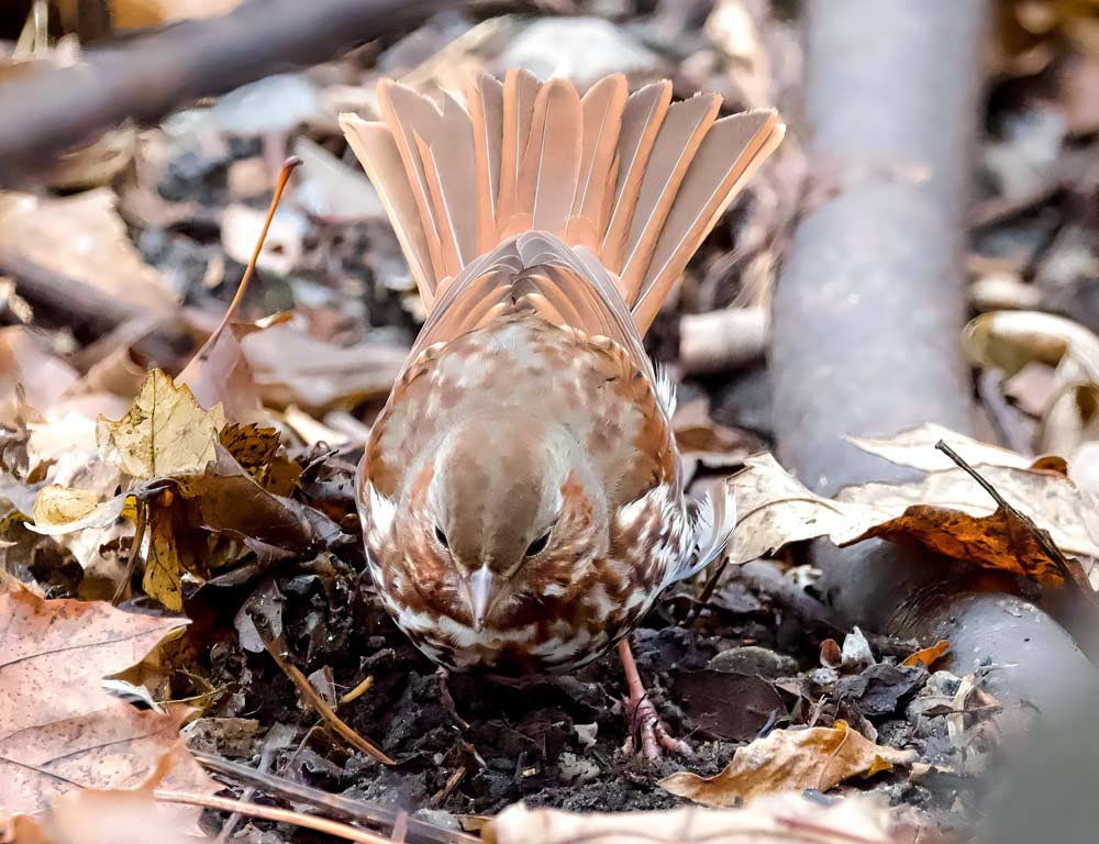 Fox Sparrow