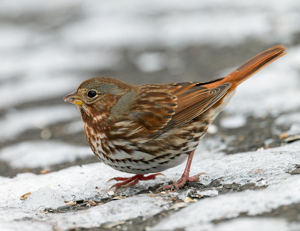 Fox Sparrow