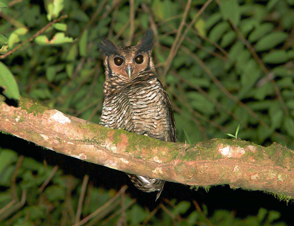 Fraser's Eagle Owl